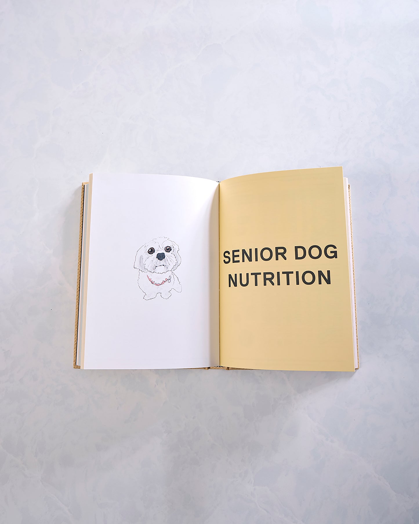 Honey Gold - Feed Me: 50 Home Cooked Meals For Your Dog - Phaidon