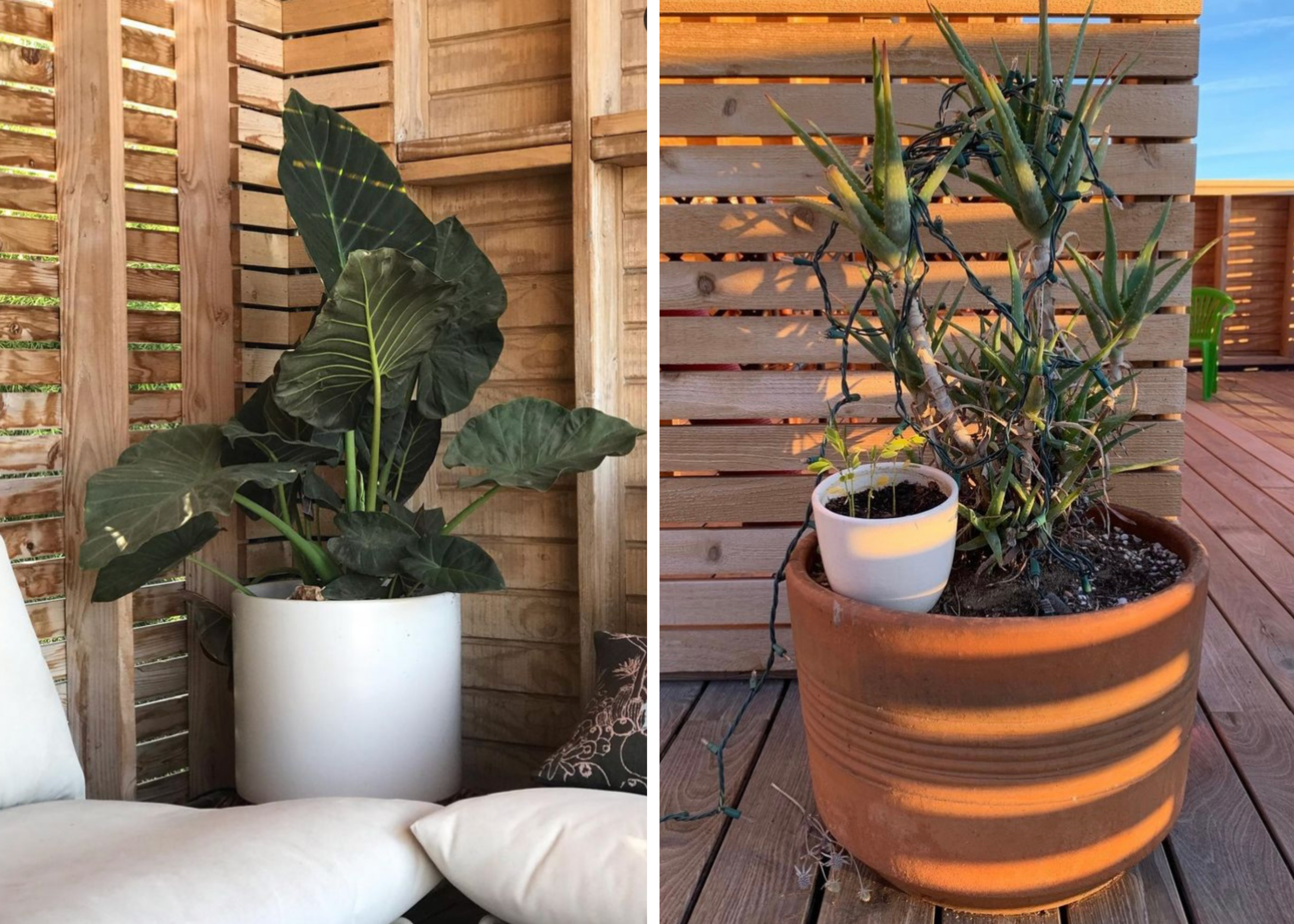 Abbott Hill House Plant Tour
