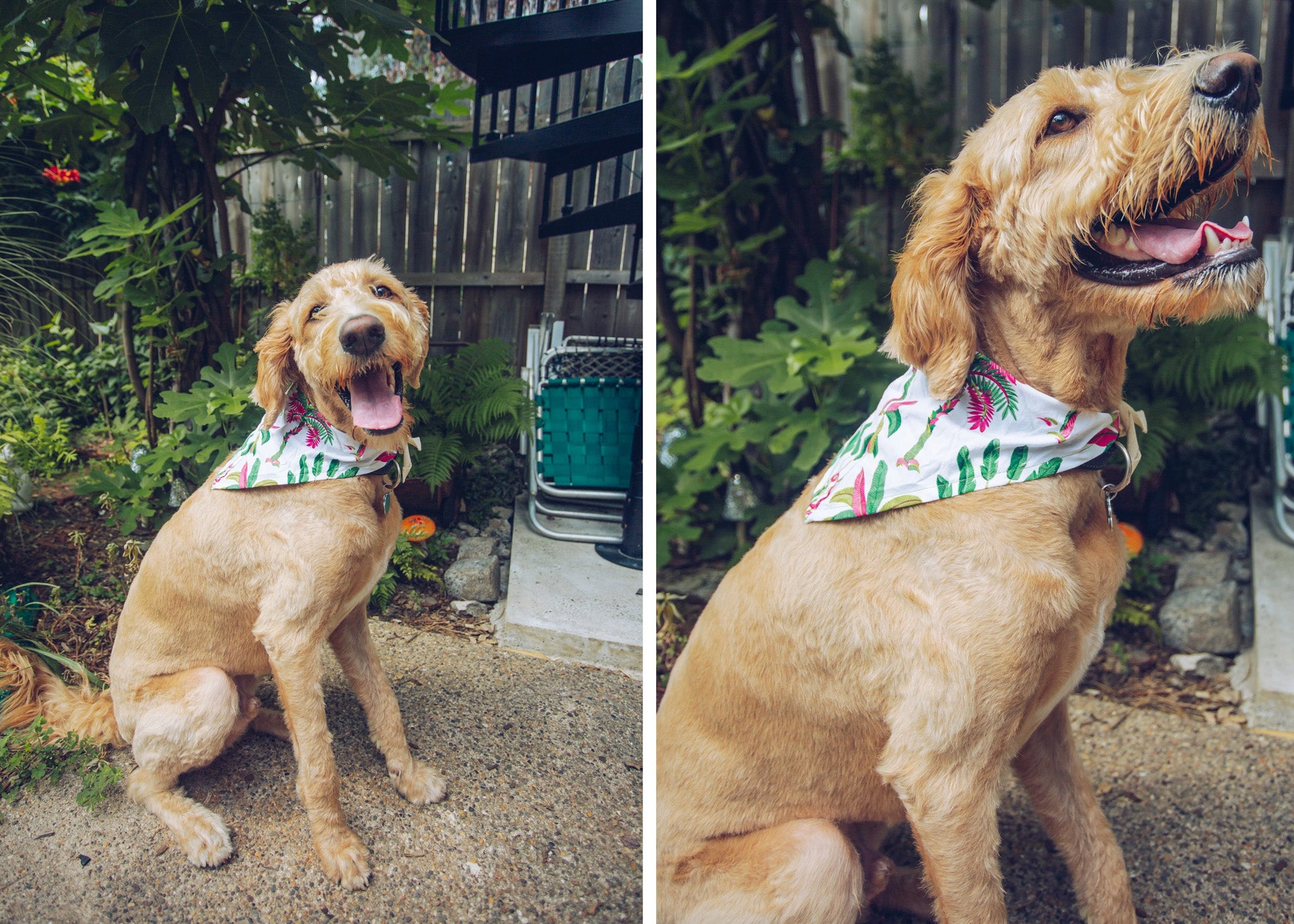 DIY: Dog Bandana