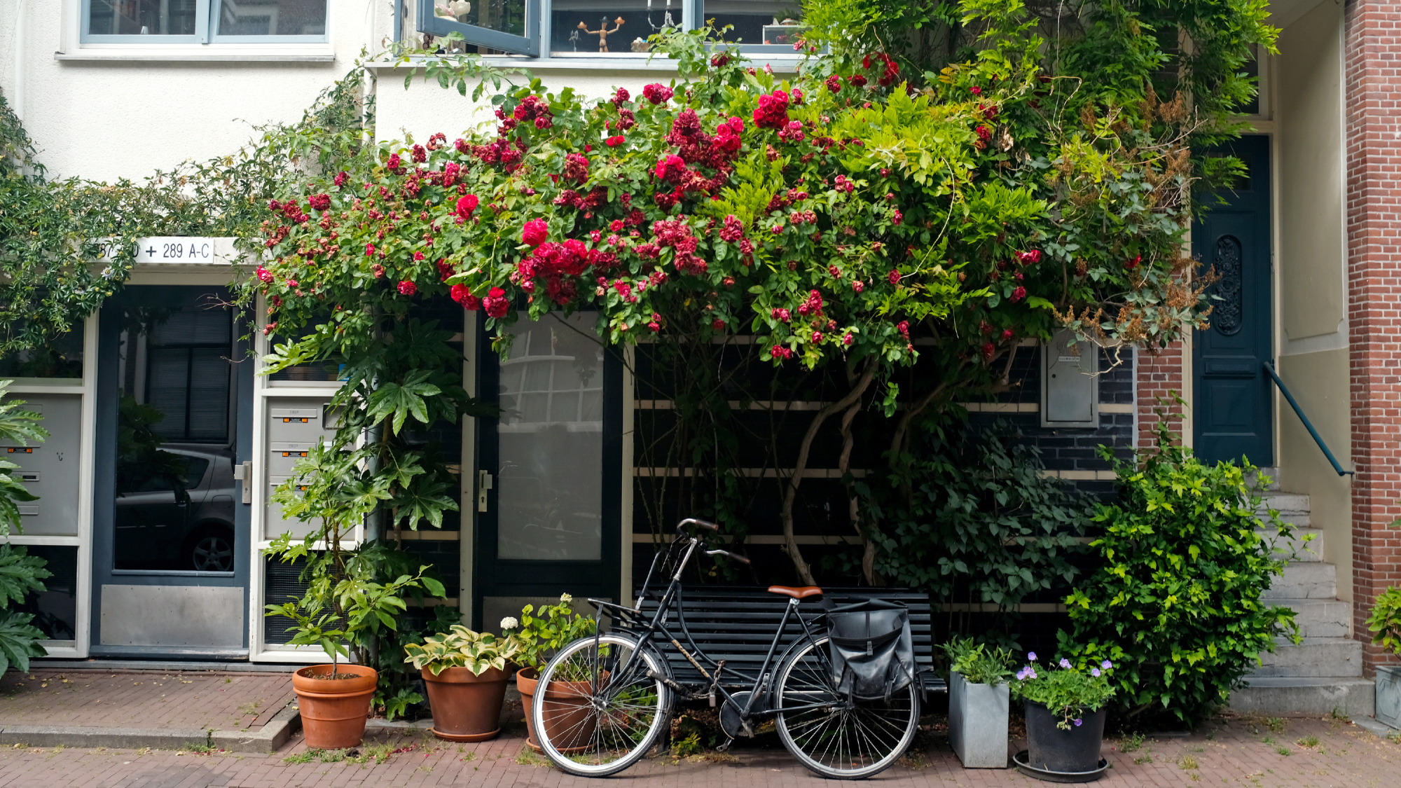 Amsterdam Travel Guide