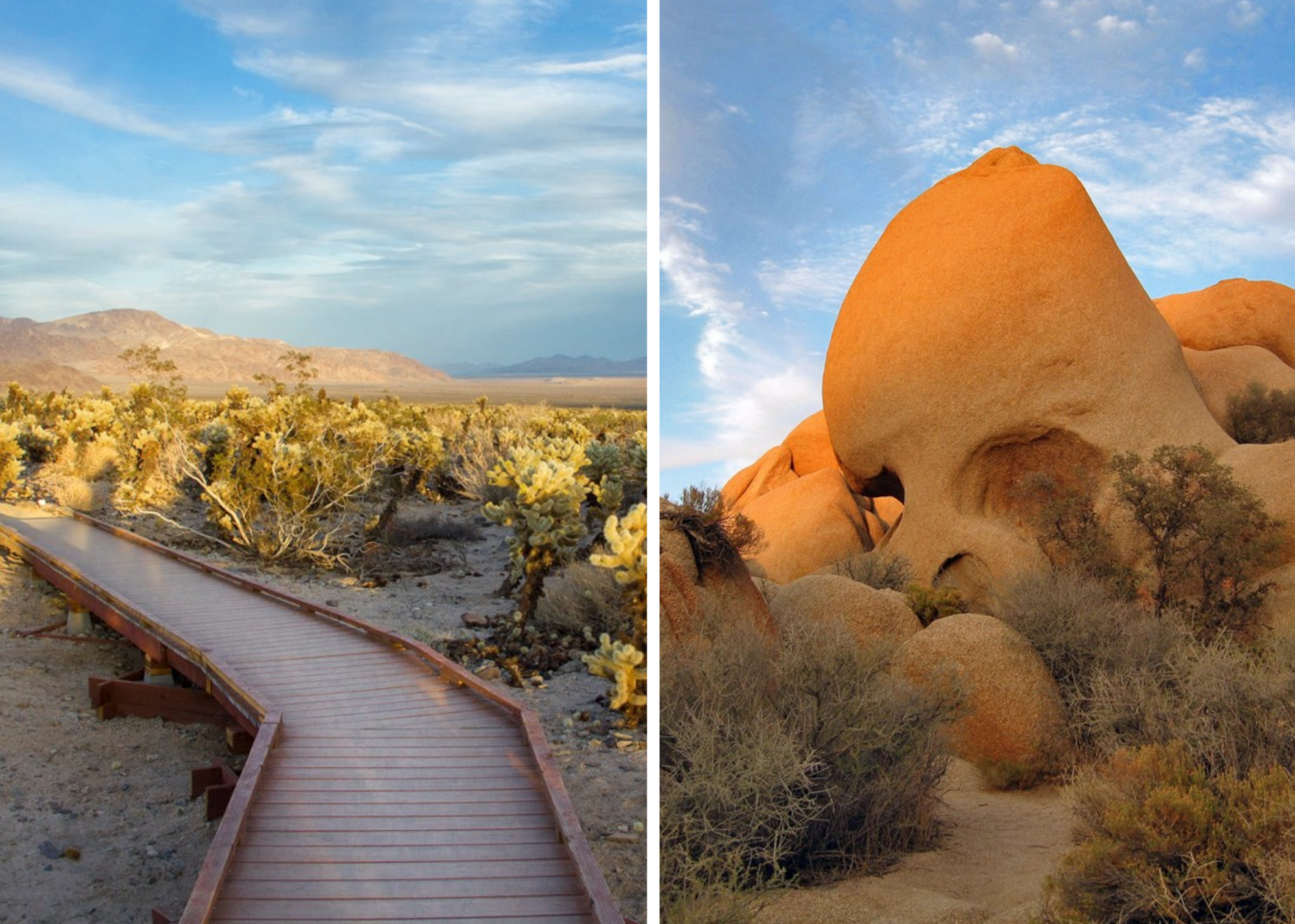 Photo credit: <u><a href="https://www.nps.gov/jotr/index.htm" target="_blank">National Park Service</a></u>