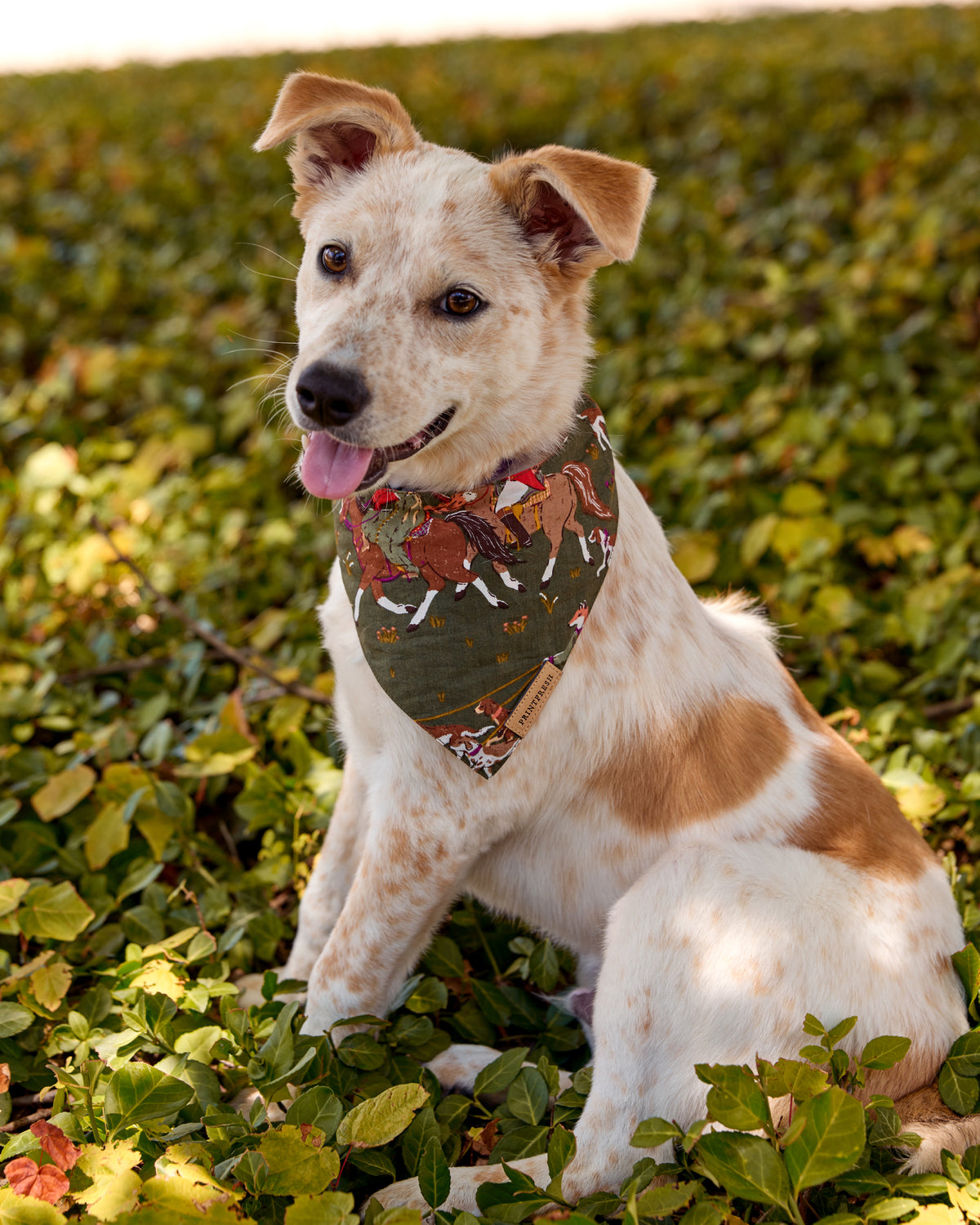 Dog wearing the Pine Grove pet bandana with a fox-and-hounds print.