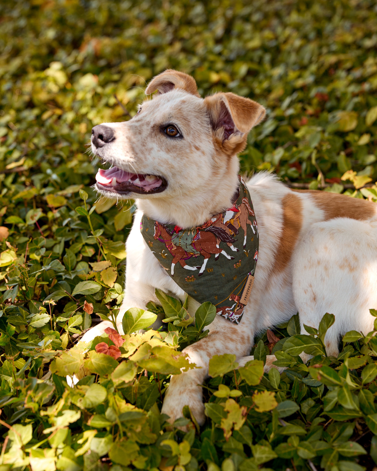 Dog wearing the Pine Grove pet bandana, shown in profile with the fox-and-hounds print visible.