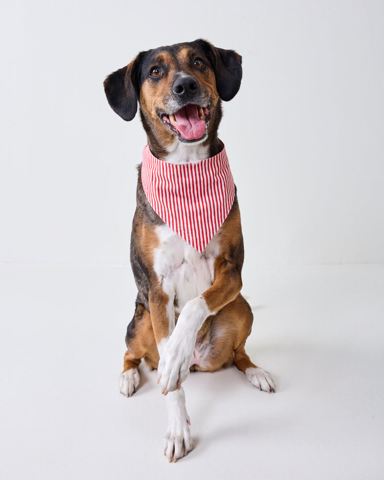 Dog sitting against a light background, wearing a red-and-white striped pet bandana and raising one front paw.