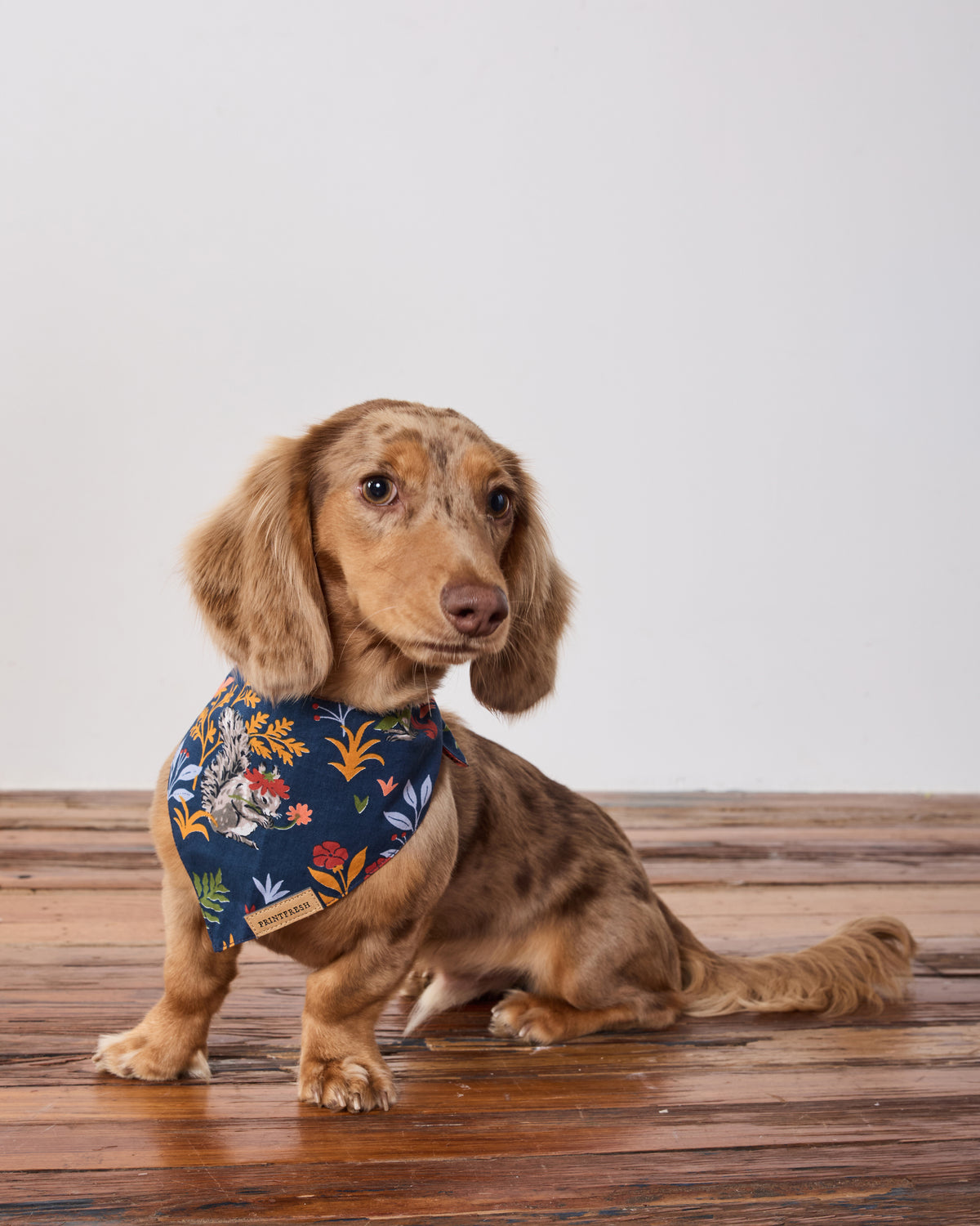 Small dog wearing the indigo Woodland Critters pet bandana with a woodland animal and leaf print.