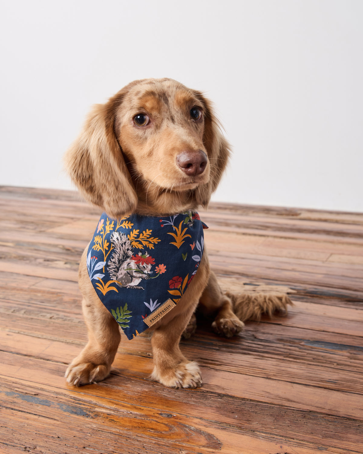 Front view of a small dog wearing the indigo Woodland Critters pet bandana with a woodland animal and leaf print.