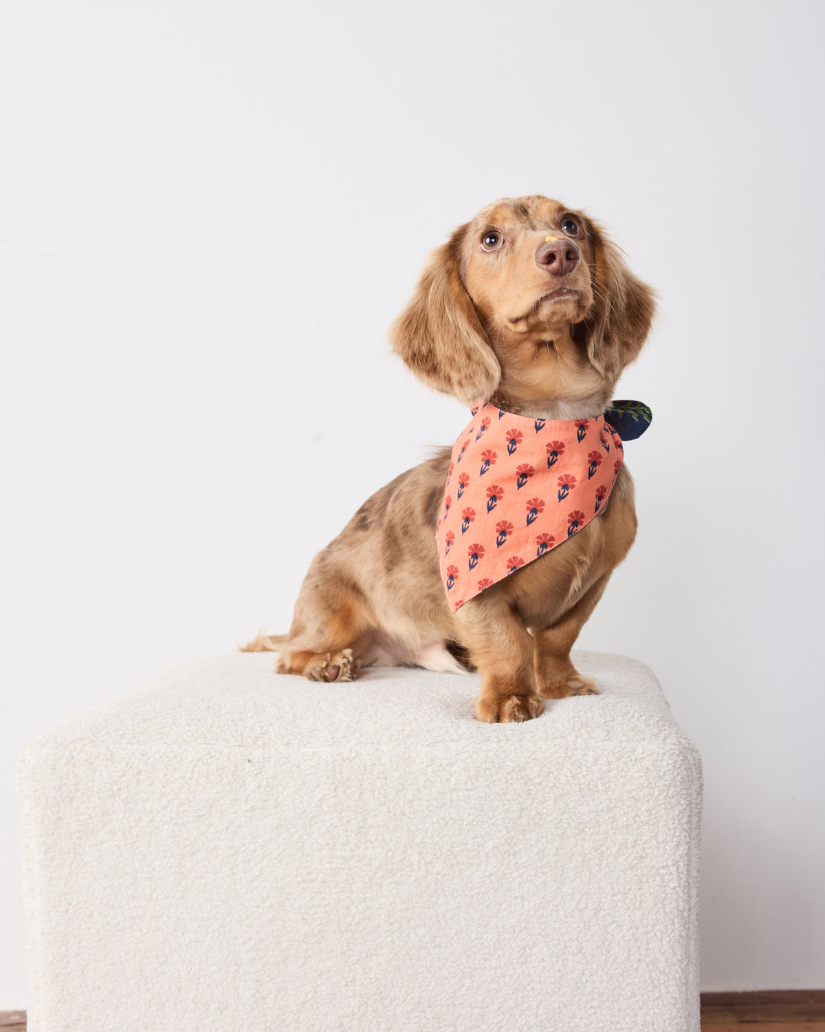 Small dog wearing the reverse side of the Woodland Critters pet bandana, showing its coral floral print.