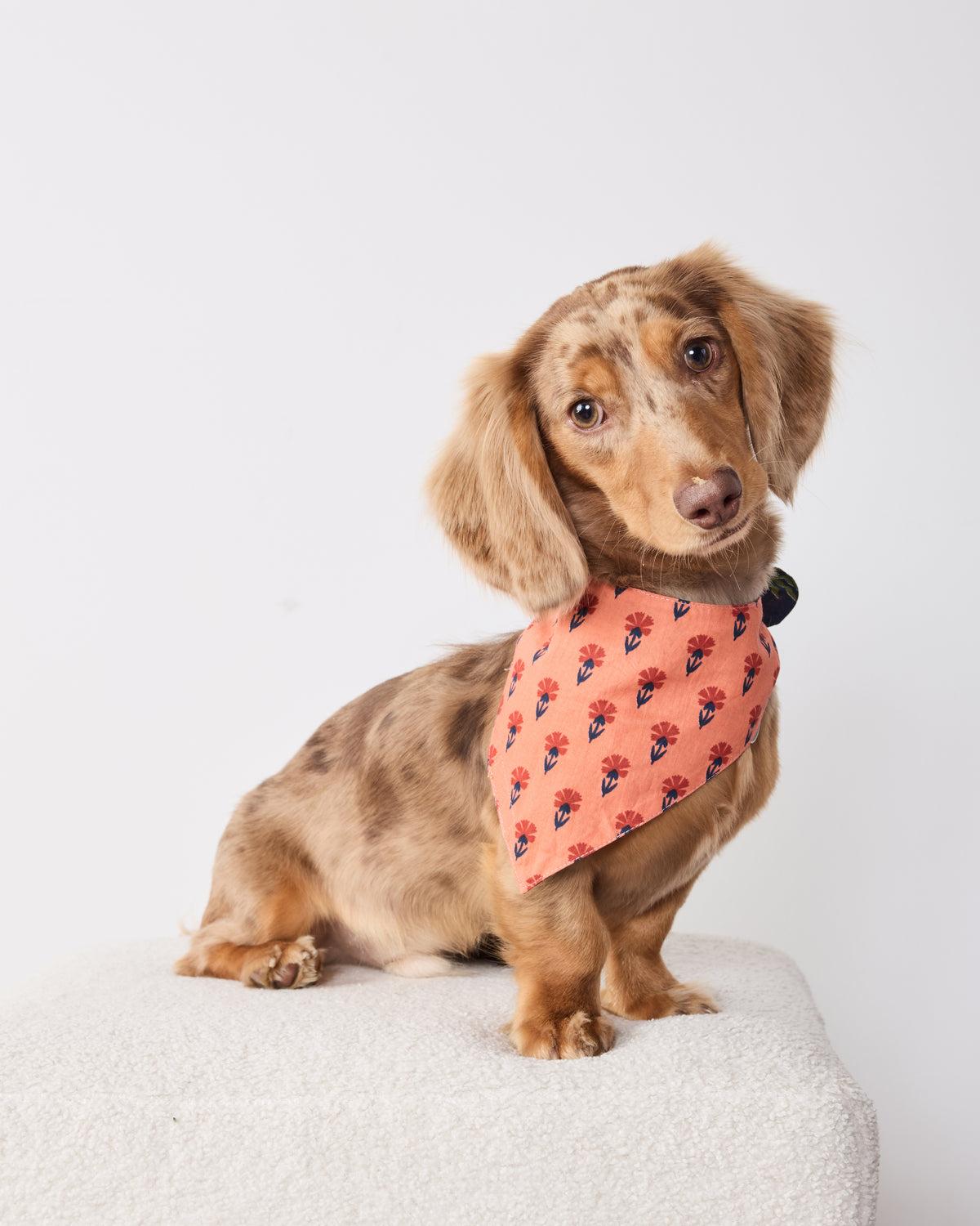 Dog wearing an indigo Woodland Critters pet bandana with a coral floral print.