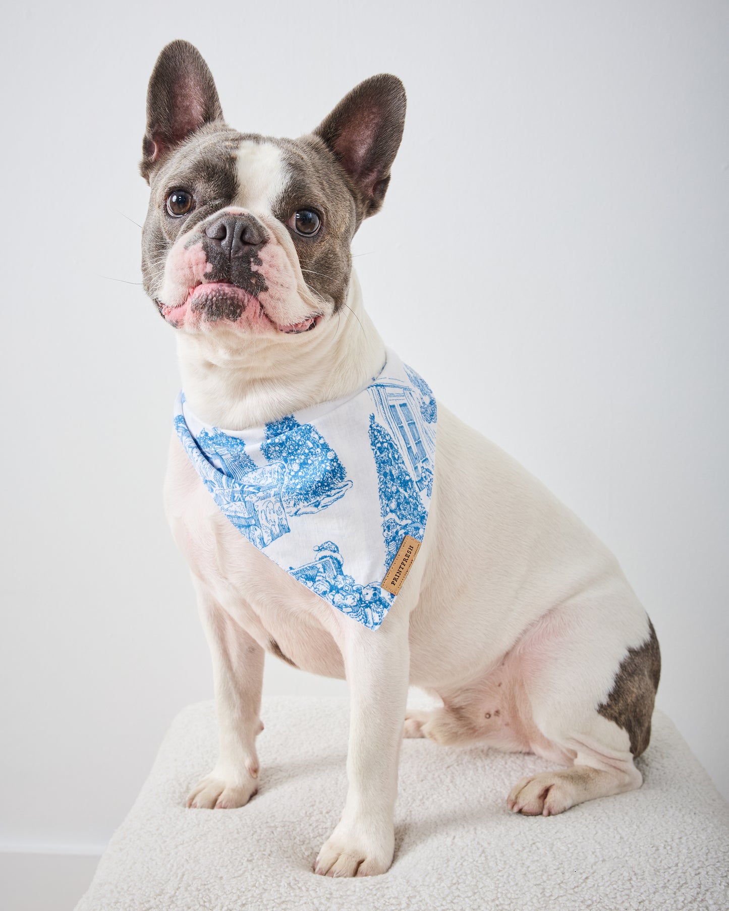 Hollywood Holiday - Pet Bandana - Snow Cloud - Printfresh