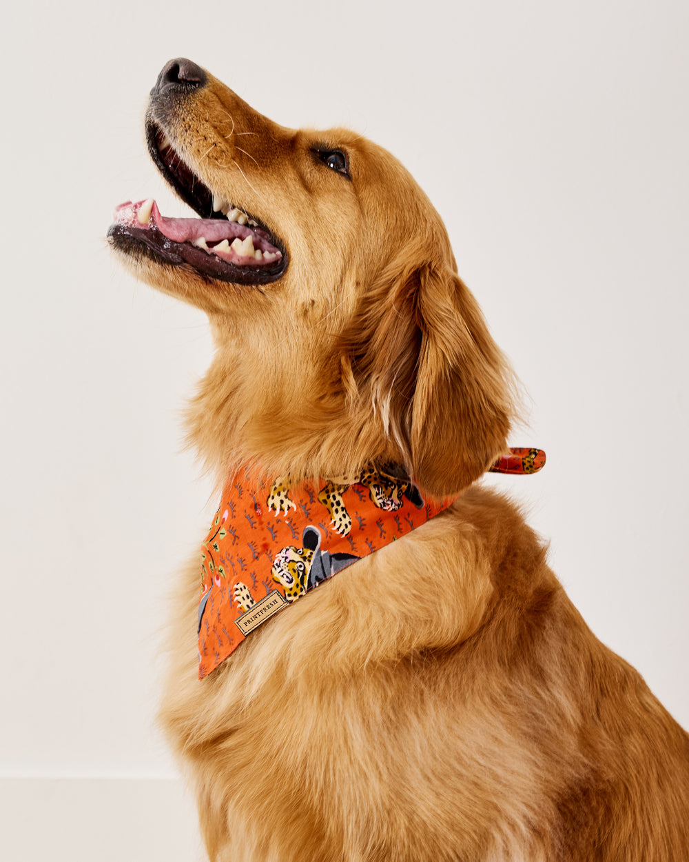 Witchy Bagheera - Pet Bandana - Pumpkin Spice - Printfresh