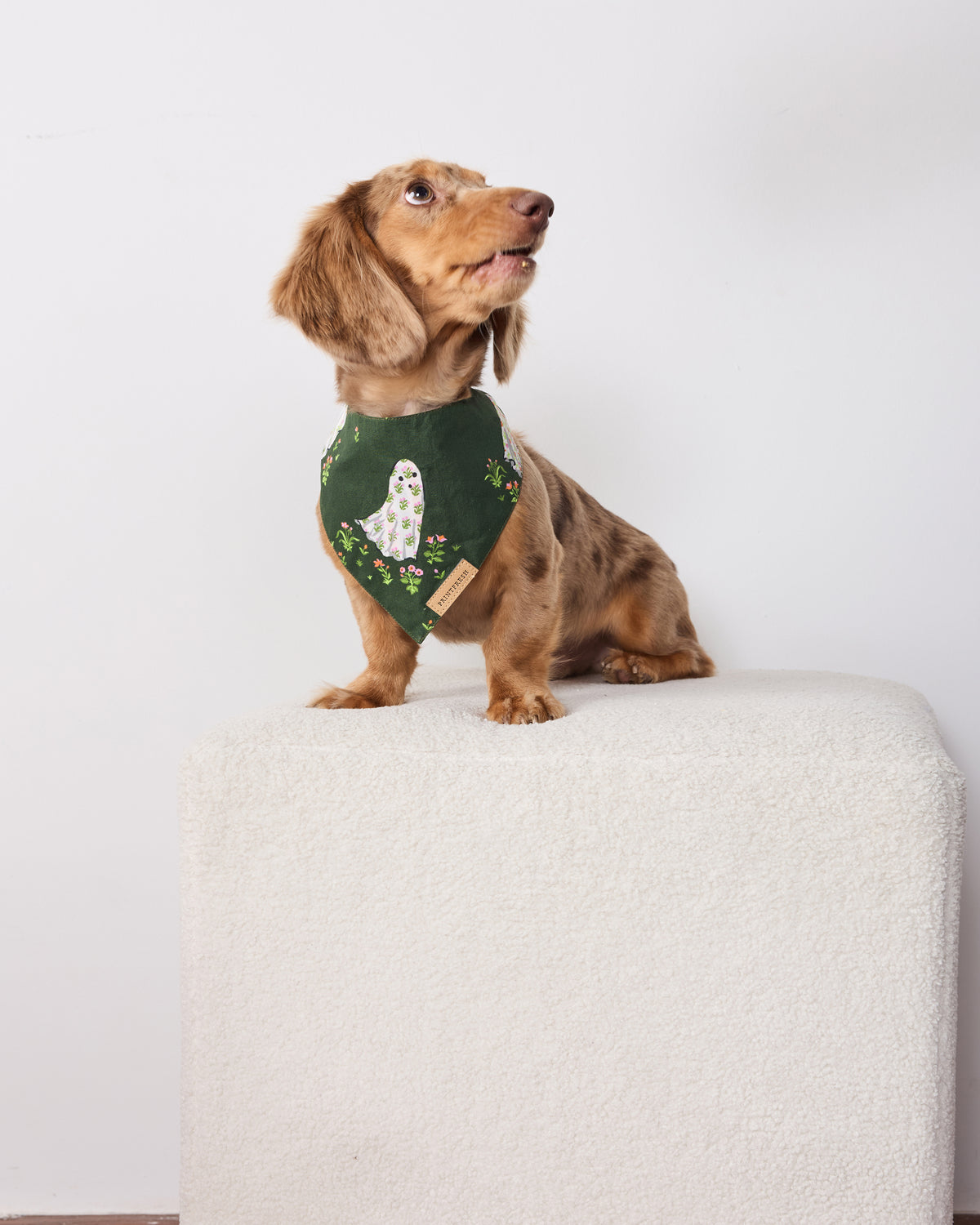 Brown dog wearing a dark green pet bandana printed with a floral ghost and flowers.