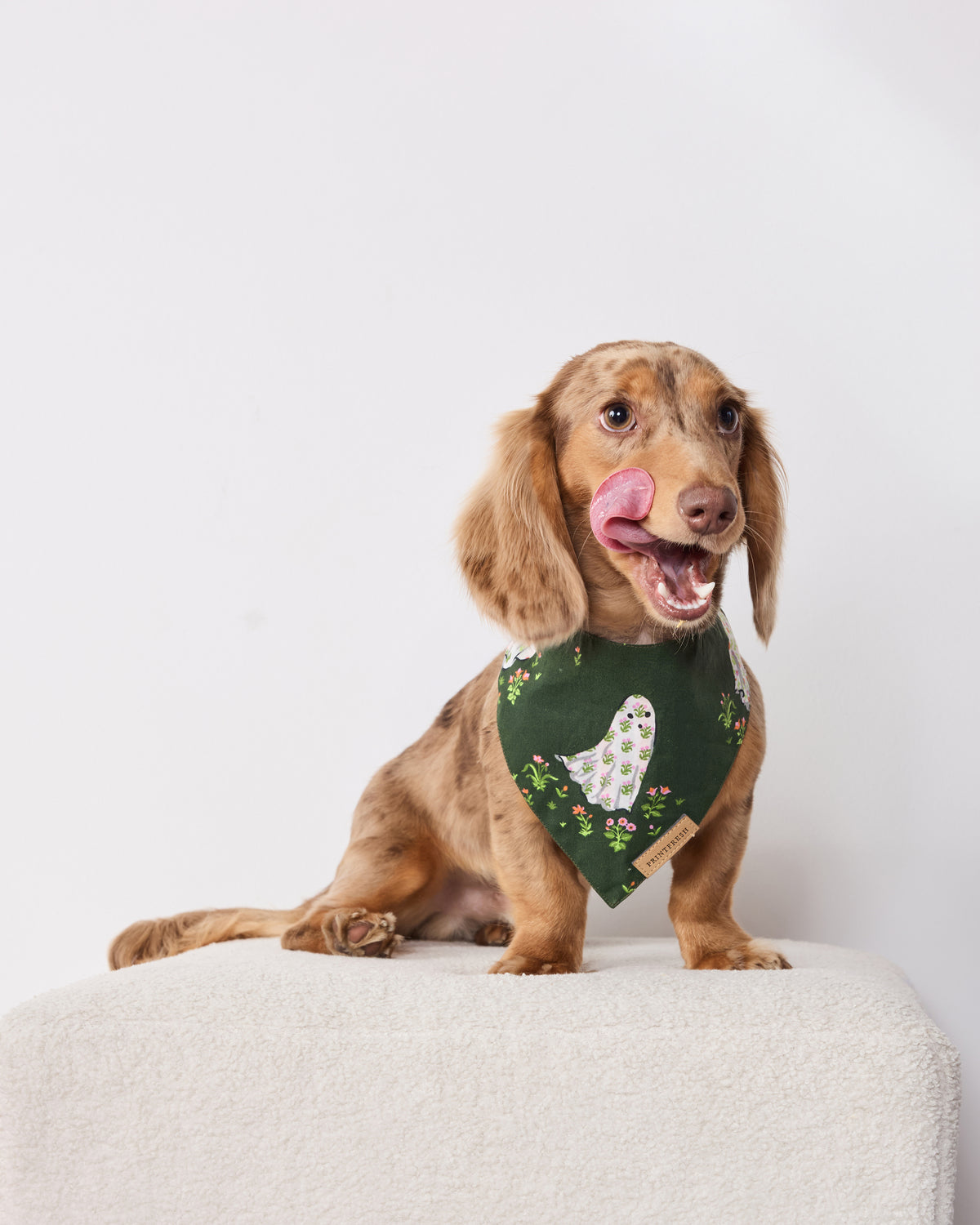Brown dog wearing a dark green pet bandana printed with a floral ghost and flowers.
