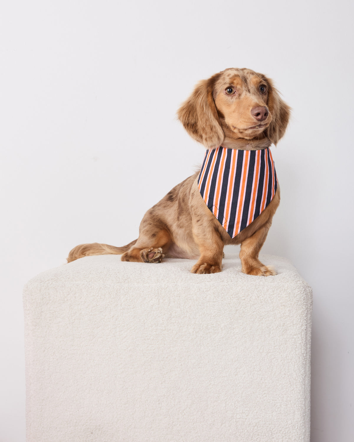 Dog wearing a pet bandana with vertical orange, navy, and light stripes.