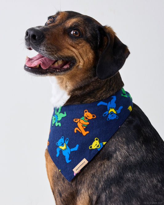 Dog wearing the navy Dancing Bears pet bandana with colorful bear figures.
