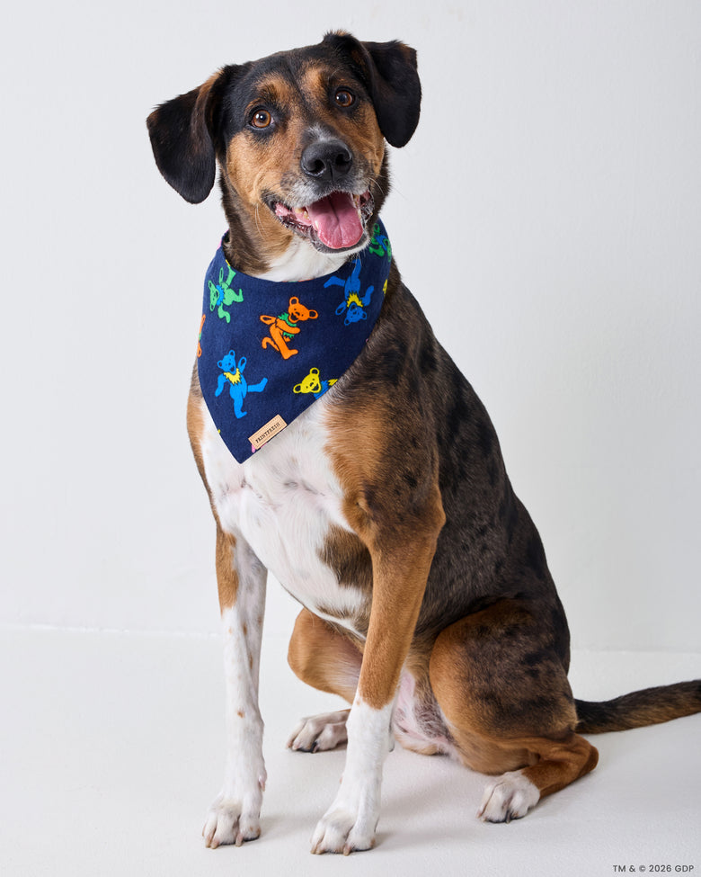 Seated dog wearing the navy Dancing Bears pet bandana with colorful bear figures.
