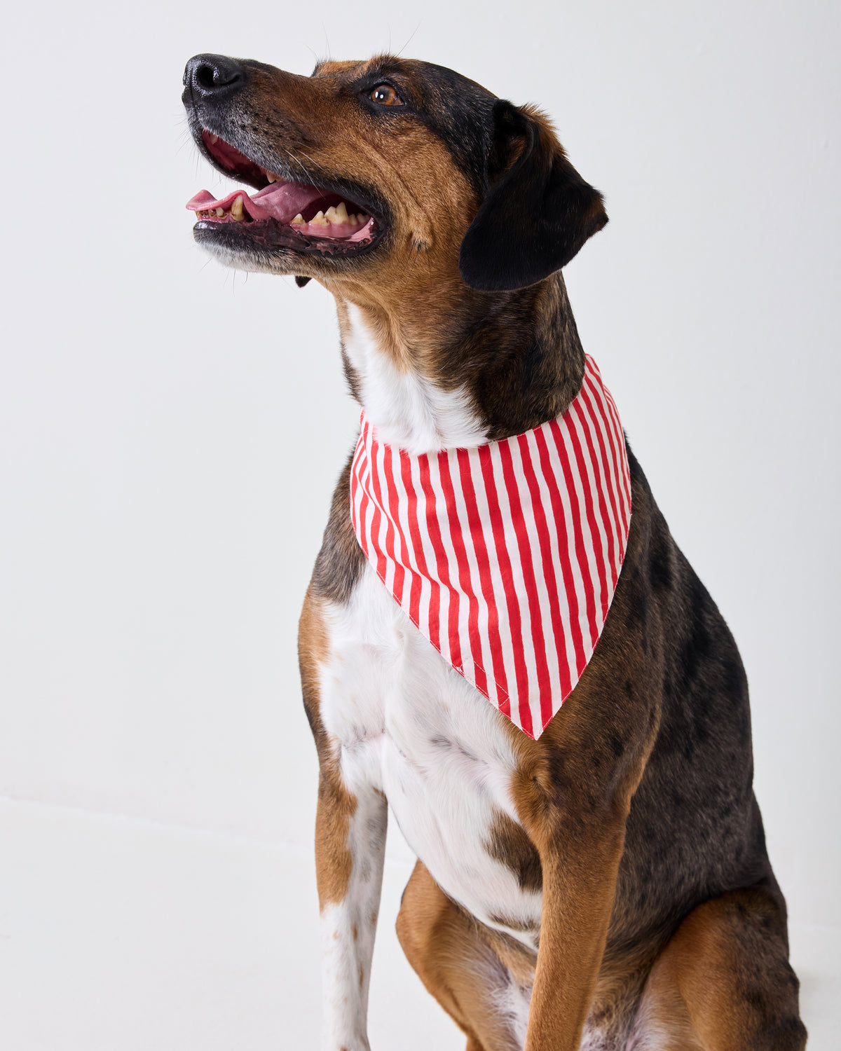 Side view of a dog wearing a red-and-white striped pet bandana.