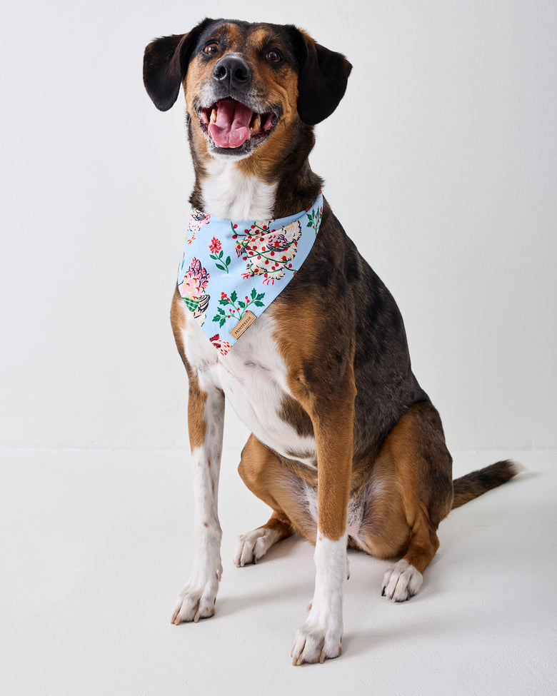Dog wearing a pale blue pet bandana with a floral and hen print.