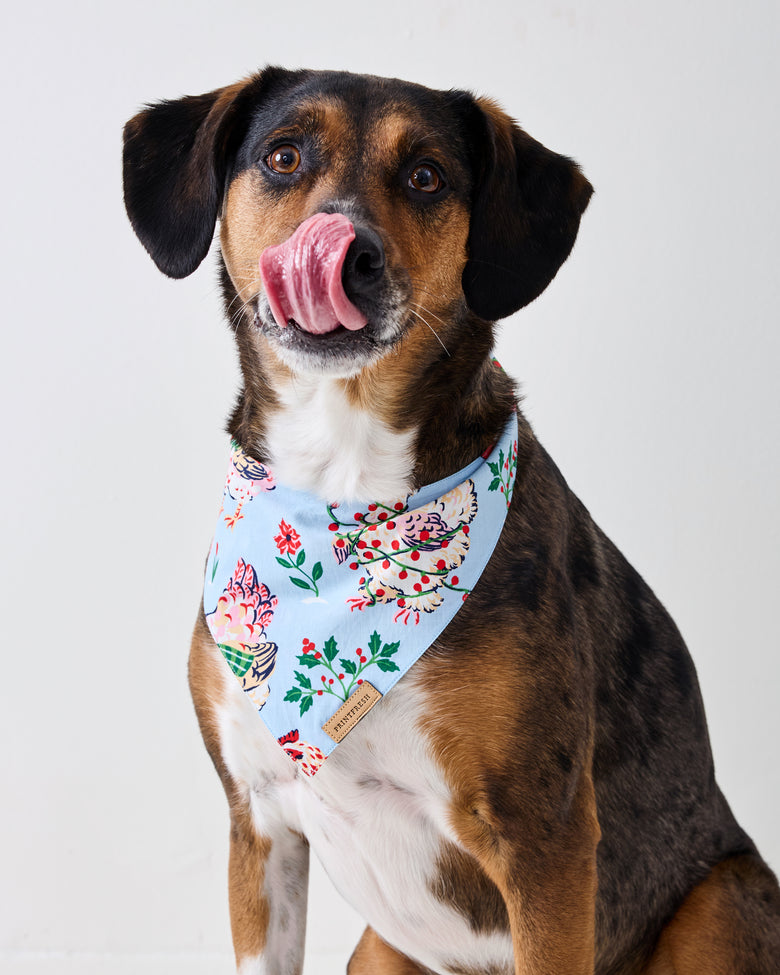 Close view of a dog wearing a pale blue floral and hen-print pet bandana.