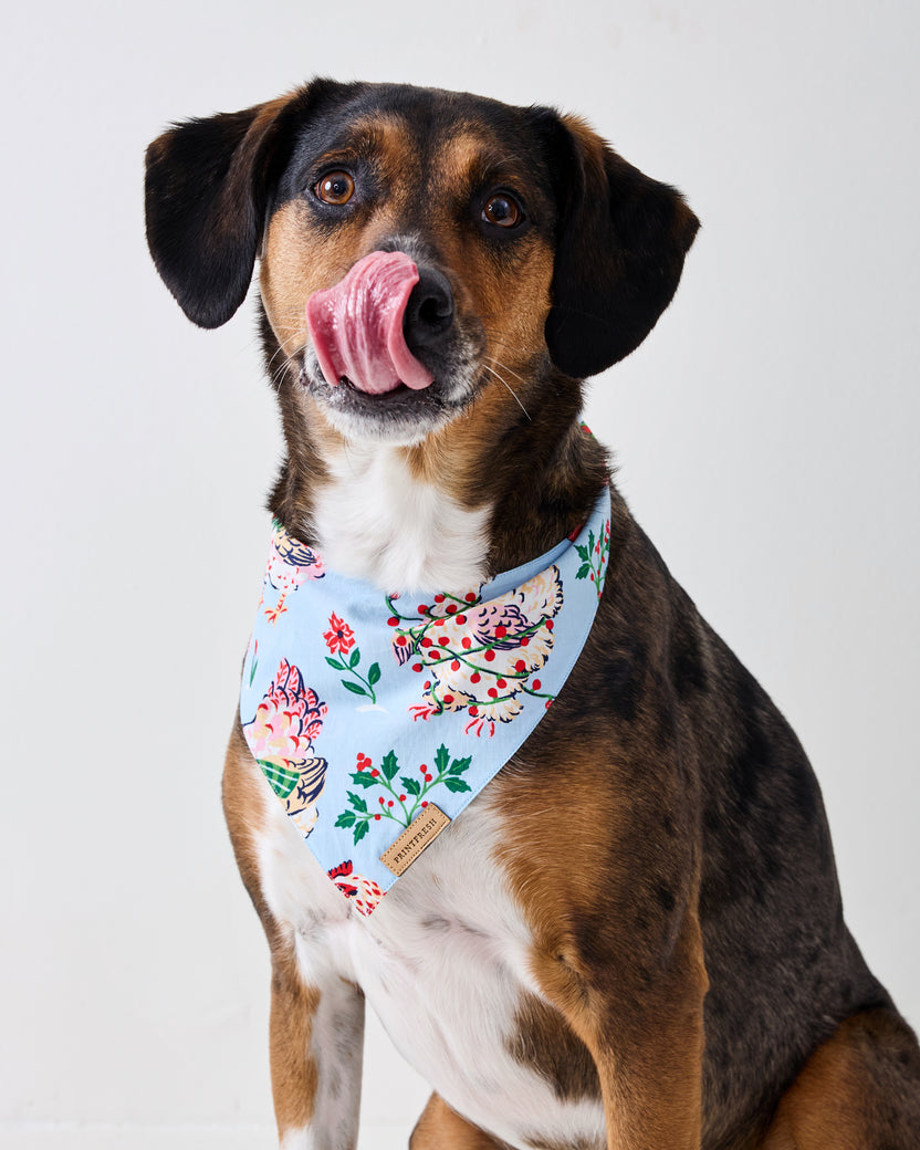 Close view of a dog wearing a pale blue floral and hen-print pet bandana.