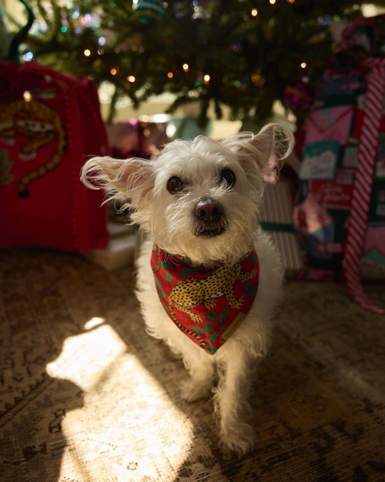 Light-colored dog wearing the Ruby Winter Holly Bagheera pet bandana indoors near a decorated tree.