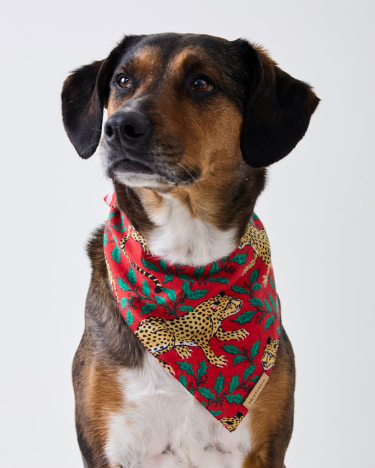 Brown-and-black dog wearing the Ruby Winter Holly Bagheera pet bandana, shown against a light background.