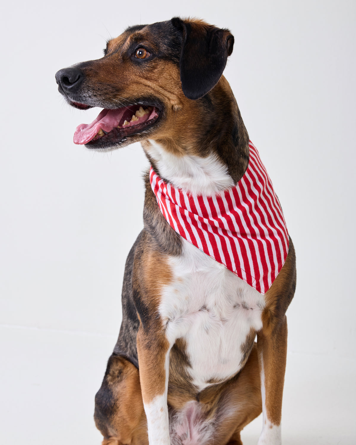 Dog wearing the red-and-white striped Winter Holly Bagheera pet bandana.