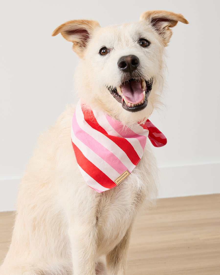 Gift Wrapping - Pet Bandana - Peppermint Swirl - Printfresh