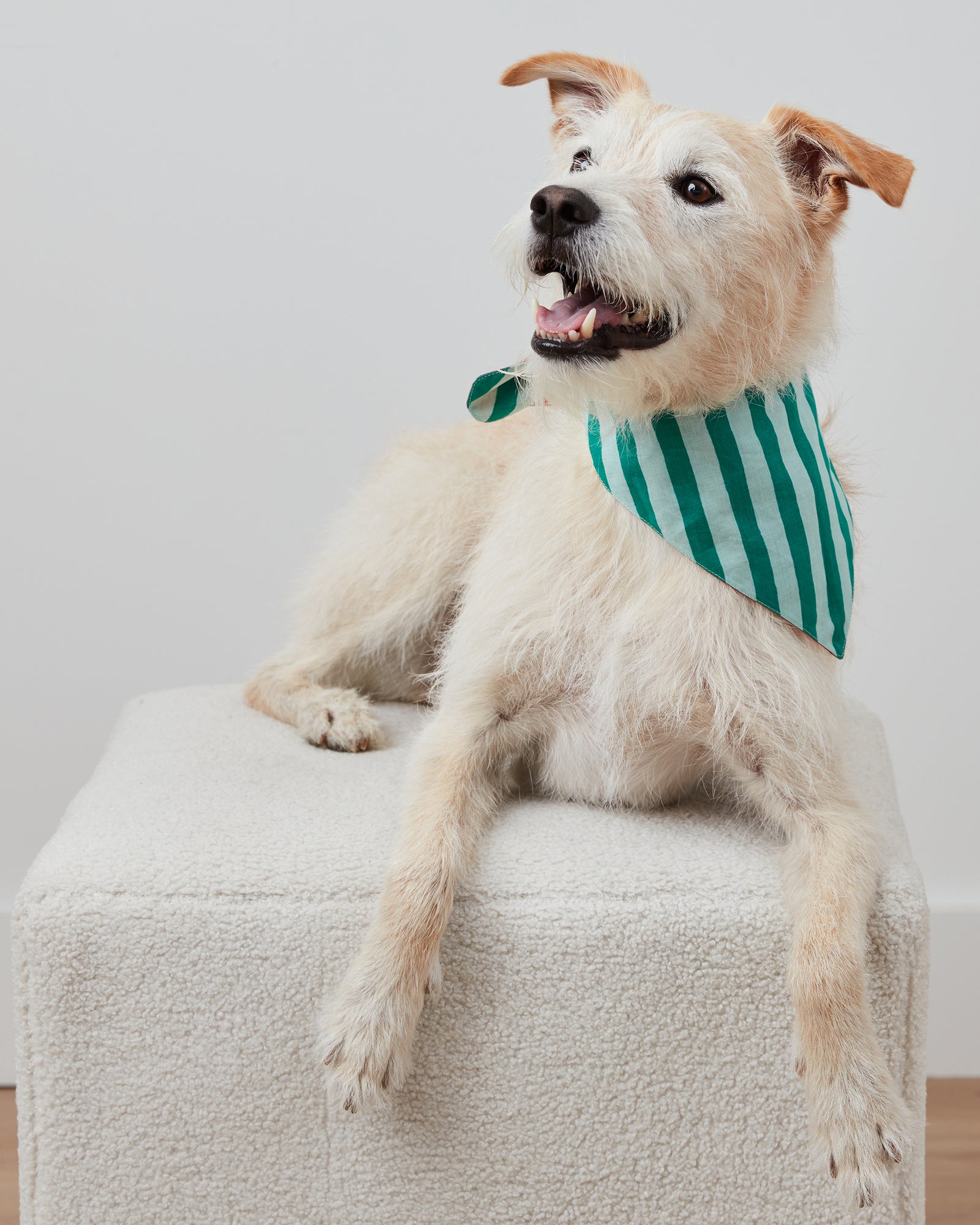 Holiday Stripes - Pet Bandana - Spearmint & Peppermint - Printfresh