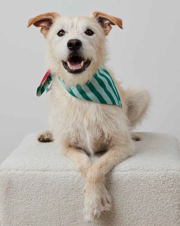 Holiday Stripes - Pet Bandana - Spearmint & Peppermint - Printfresh