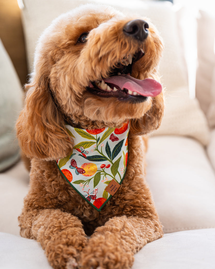 PF x The Foggy Dog Butterfly Grove - Dog Bandana - Soft Blue - Printfresh