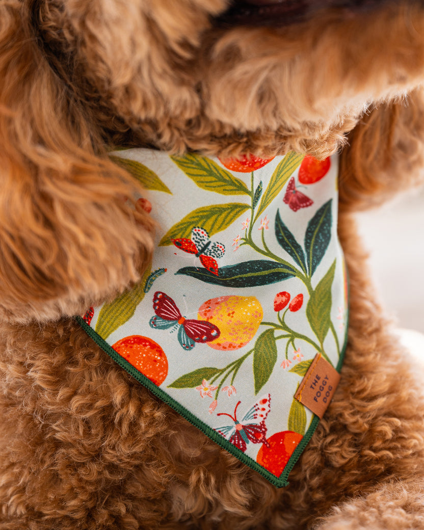 PF x The Foggy Dog Butterfly Grove - Dog Bandana - Soft Blue - Printfresh