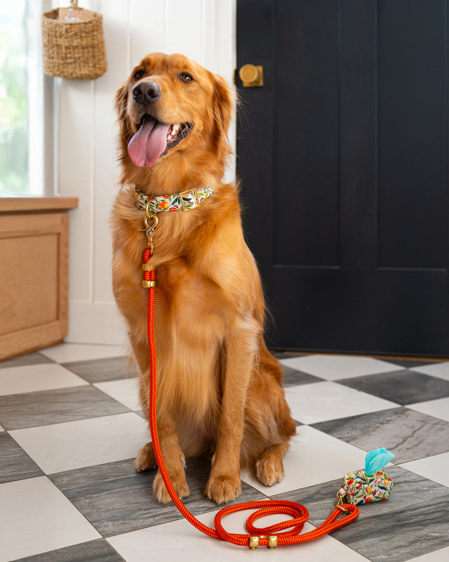 PF x The Foggy Dog - Marine Rope Dog Leash - Cider - Printfresh