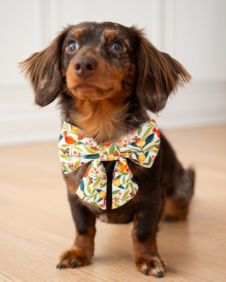 PF x The Foggy Dog Butterfly Grove - Lady Dog Bow - Soft Blue - Printfresh