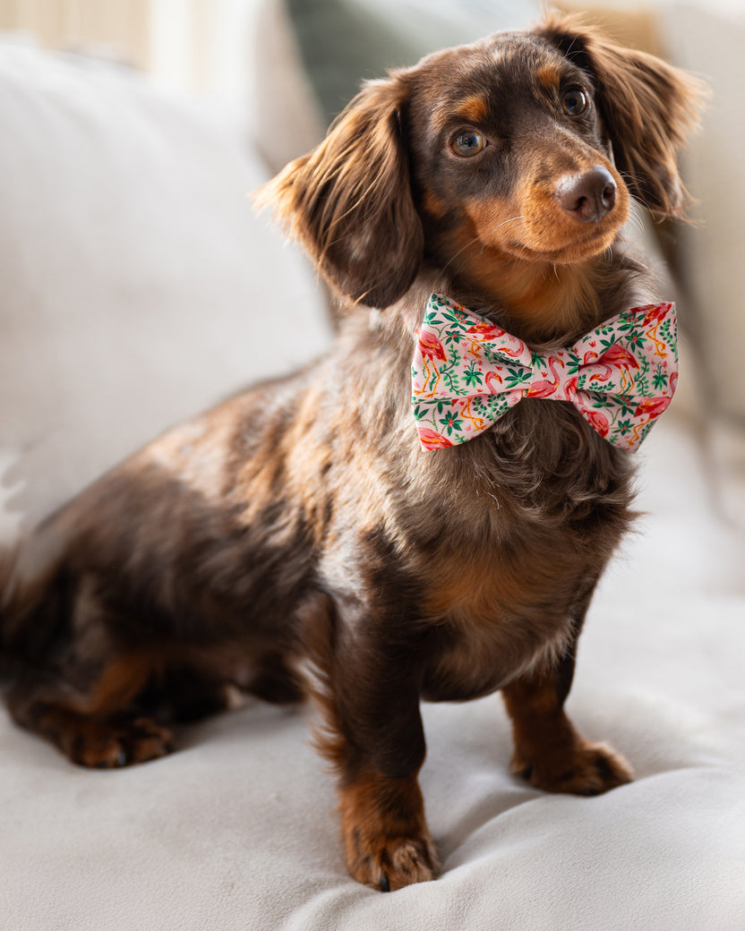 PF x The Foggy Dog Flock of Flamingos - Dog Bow Tie - Rose - Printfresh