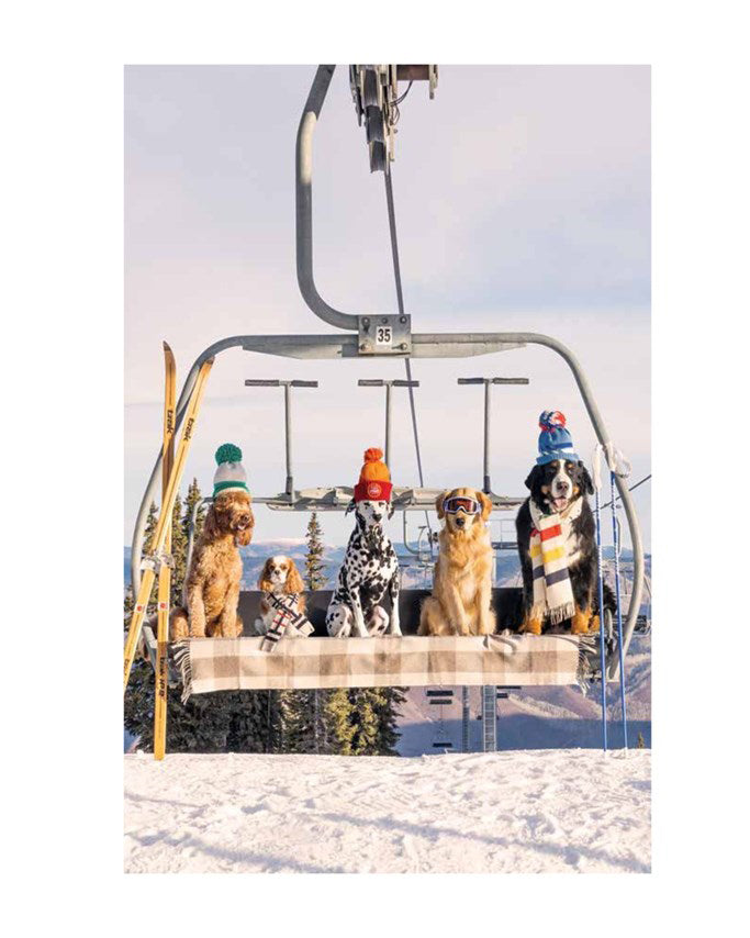 Multi - Gray Malin: Dogs - Abrams - Printfresh