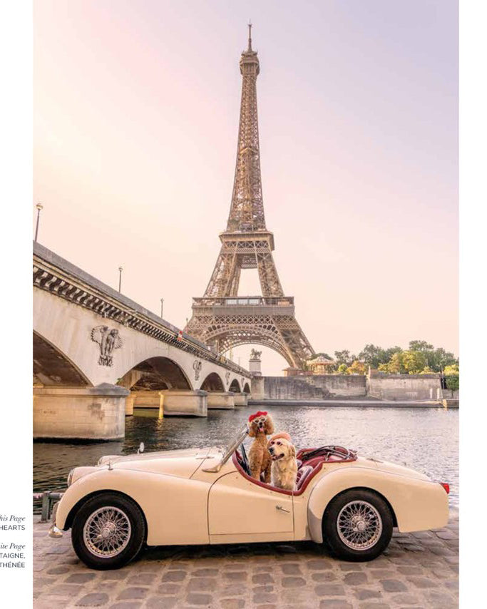 Multi - Gray Malin: Dogs - Abrams - Printfresh