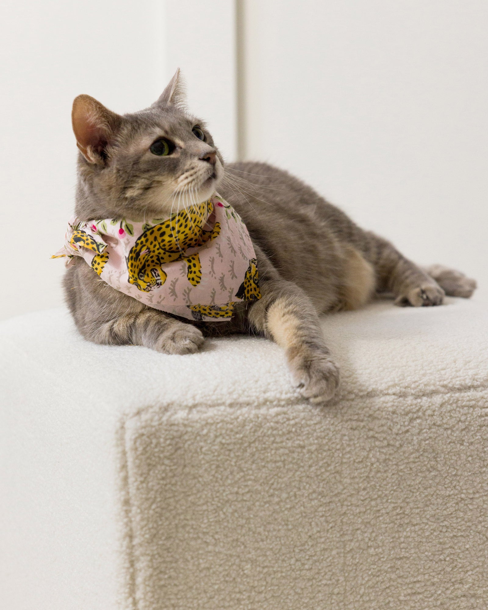 Bagheera - Pet Bandana - Blush - Printfresh