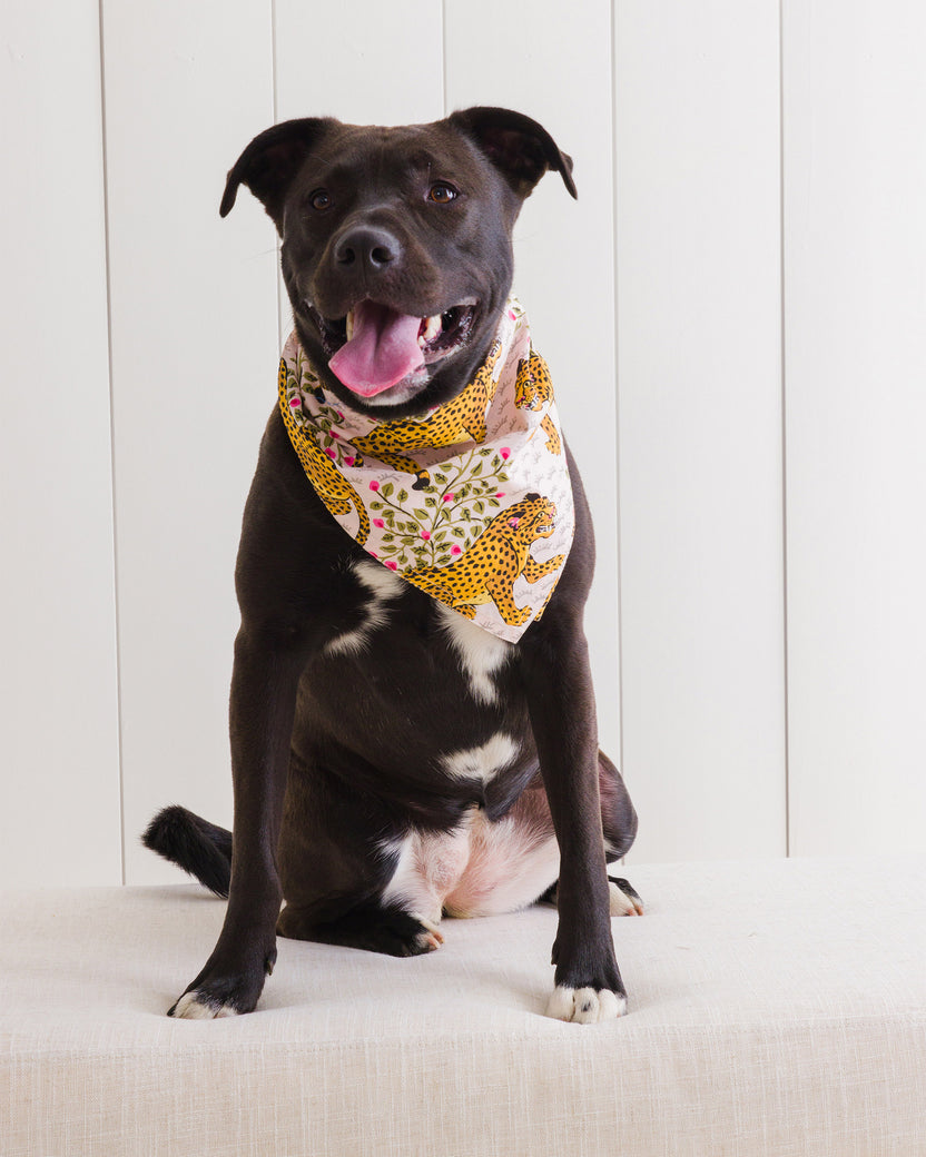 Bagheera - Pet Bandana - Blush - Printfresh