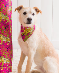 Bagheera - Pet Bandana - Hot Pink - Printfresh