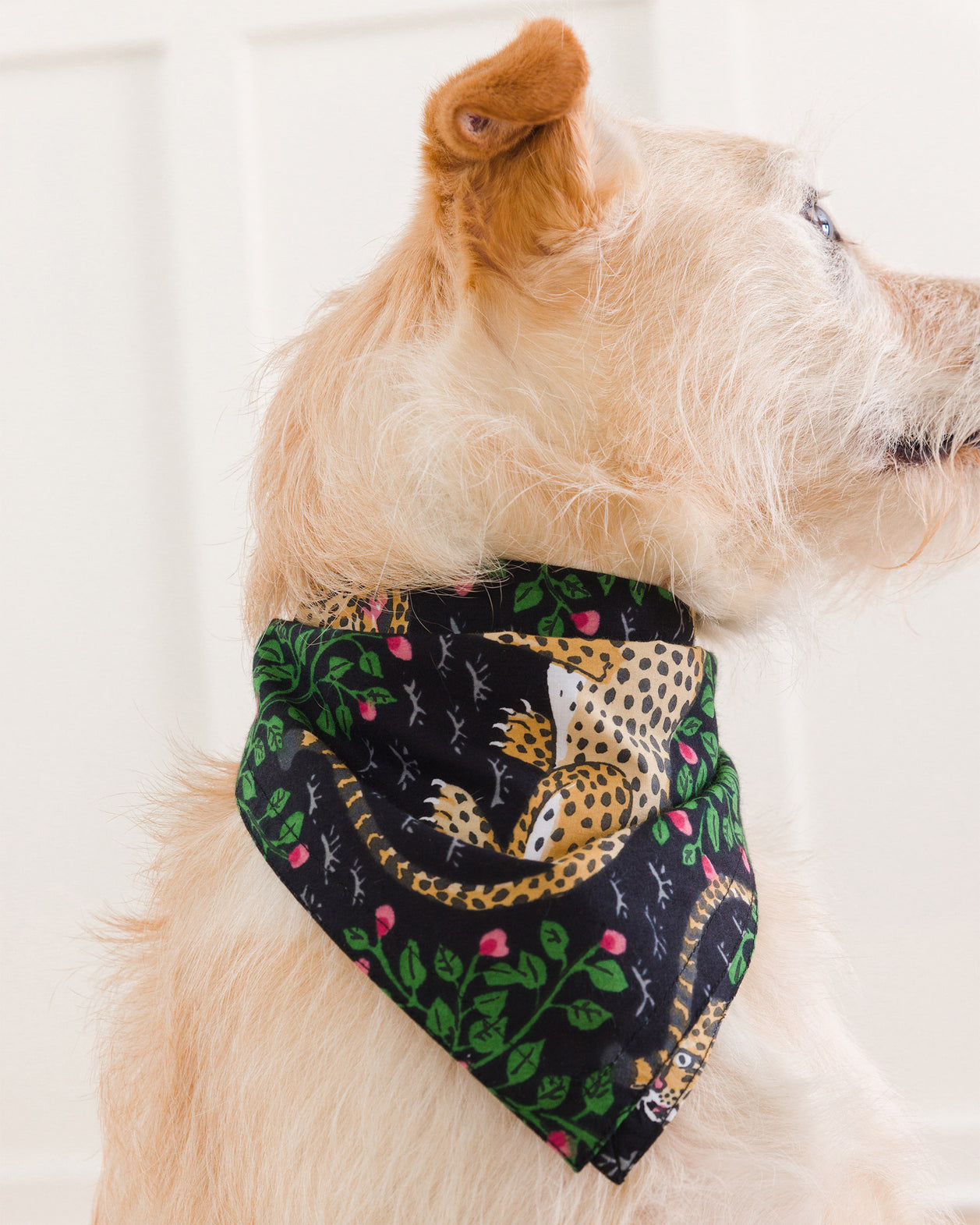 Bagheera - Pet Bandana - Ink - Printfresh